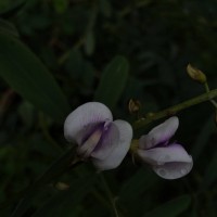 Tephrosia noctiflora Bojer ex Baker